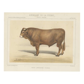 Borie, Limousin Bull, French Cattle Breed, 1863, Chromolithograph For Sale