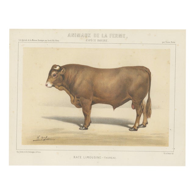 Borie, Limousin Bull, French Cattle Breed, 1863, Chromolithograph For Sale