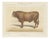 Borie, Limousin Bull, French Cattle Breed, 1863, Chromolithograph For Sale