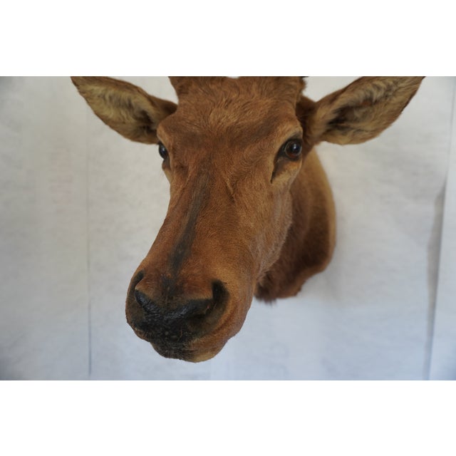 Elk Trophy Head Mount For Sale - Image 11 of 18