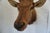 Elk Trophy Head Mount For Sale - Image 11 of 18