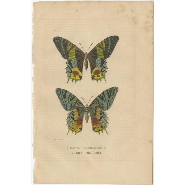 This original antique print of the butterfly "Urania prometheus" is a detailed illustration that served as a plate in...