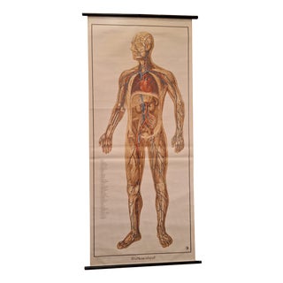 German Pull-Down Chart of the Human Body, Blood Circulation, Germany, 1960 For Sale