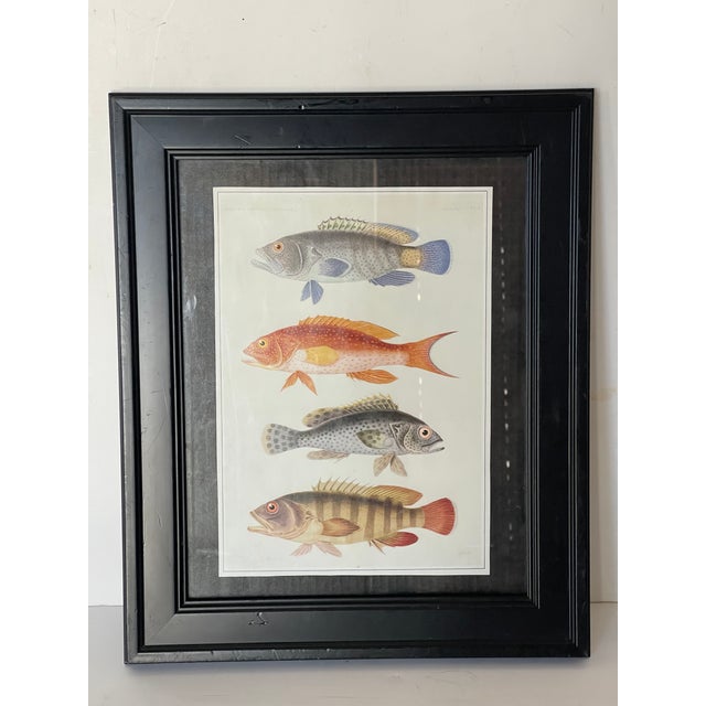 Vintage Zoological Fish Chromolithograph Framed For Sale - Image 4 of 4