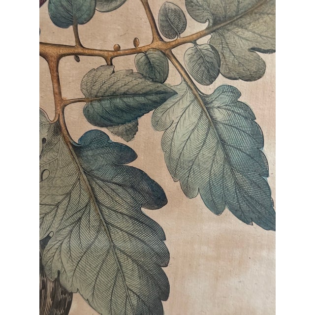 Early 19th Century Antique Hand-Colored Engraving — Tomato & Melon Botanical Print After Basilius Besler, Framed For Sale - Image 5 of 18