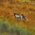 Nino Zagni, Rural Landscape, Painting on Canvas For Sale - Image 6 of 9