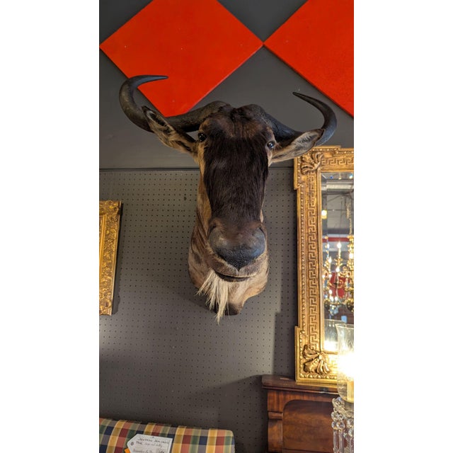 Late 20th Century Late 20th Century Wildebeest Mount For Sale - Image 5 of 9