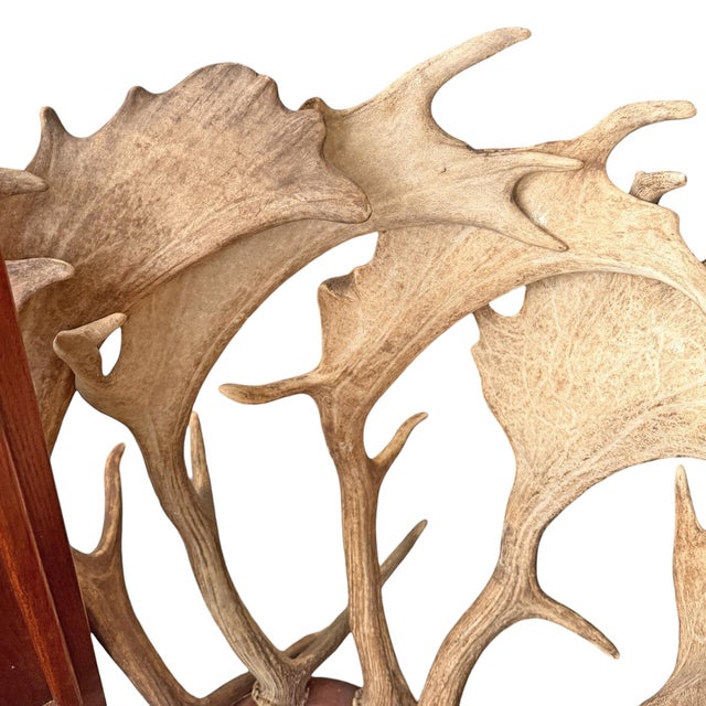 Vintage Fallow Deer Antler Hall Tree For Sale - Image 14 of 15