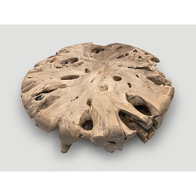 Andrianna Shamaris Impressive Large Teak Root Coffee Table For Sale - Image 14 of 18