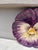 Art Nouveau French Majolica Pansy Plate Jerome Massier, Circa 1890 For Sale - Image 3 of 4