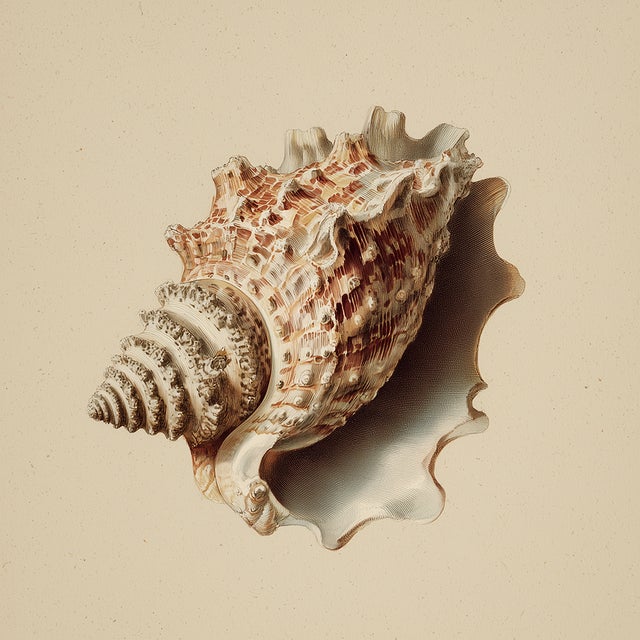 2020s Set of 4 - Shells Collection | Coastal Natural History Fine Art Prints For Sale - Image 5 of 6
