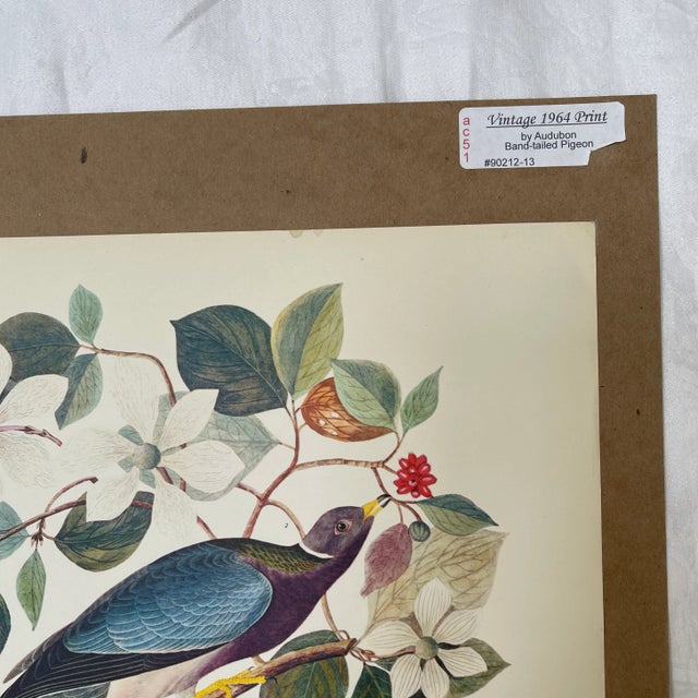 1964 Band-Tailed Pigeon Reproduction Print After Audubon For Sale - Image 4 of 13