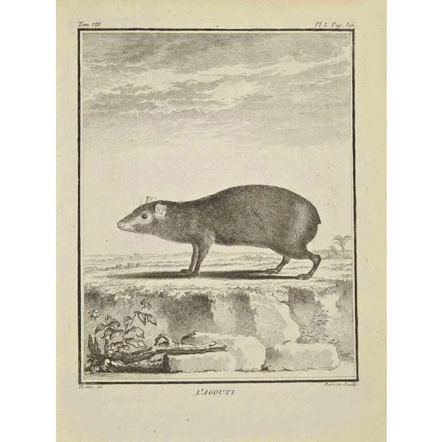 The Agouti is an Etching Realized in 1771 by Bernard Baron. Signed in flat. The Artwork Belongs to the Suite "Natural,...