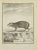 The Agouti is an Etching Realized in 1771 by Bernard Baron. Signed in flat. The Artwork Belongs to the Suite "Natural,...