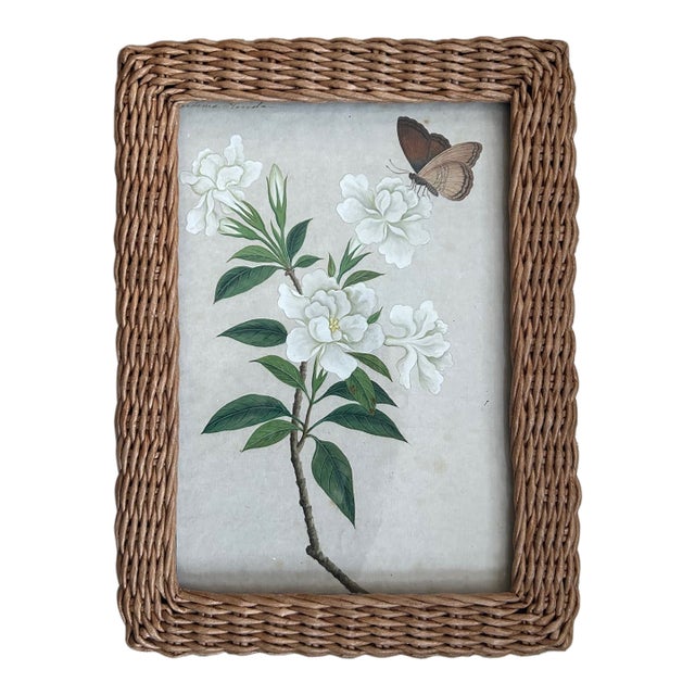 Late 18th Century Anglo-Chinese School Botanical Study of a Gardenia and Butterfly, Framed For Sale