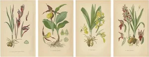 The Orchids, 1904, Paper, Set of 4