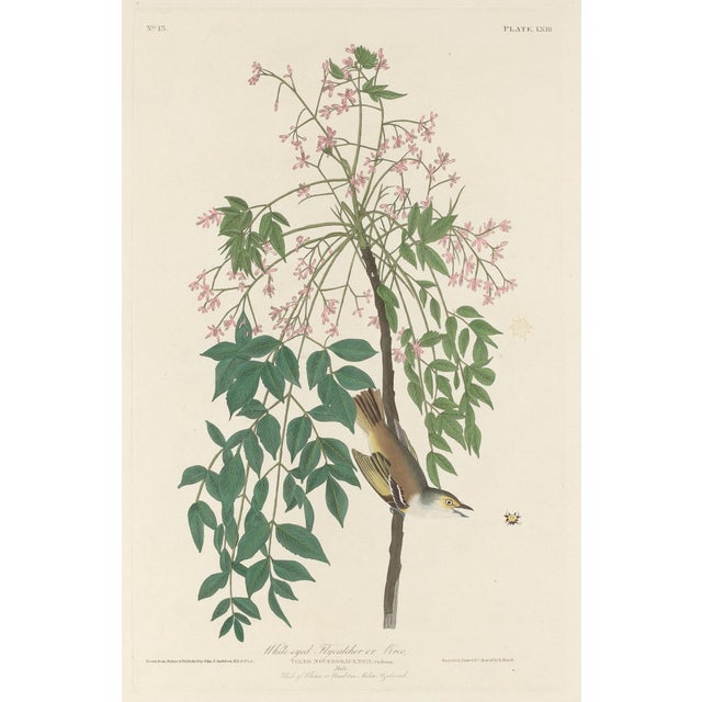 John James Audubon Vintage Reproductions of 1966 John James Audubon Prints— Sparrow, Warbler, Woodpecker, Starling, Swallow and Catcher - Collection of 4 For Sale - Image 4 of 9