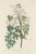 John James Audubon Vintage Reproductions of 1966 John James Audubon Prints— Sparrow, Warbler, Woodpecker, Starling, Swallow and Catcher - Collection of 4 For Sale - Image 4 of 9