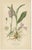 Orchids of Germany and Adjacent Regions, 1904, Set of 3 For Sale - Image 3 of 6