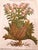 16th Century Original Mattioli Pietro Andrea Antique Italian Woodcut of Hiosciamo For Sale - Image 5 of 8