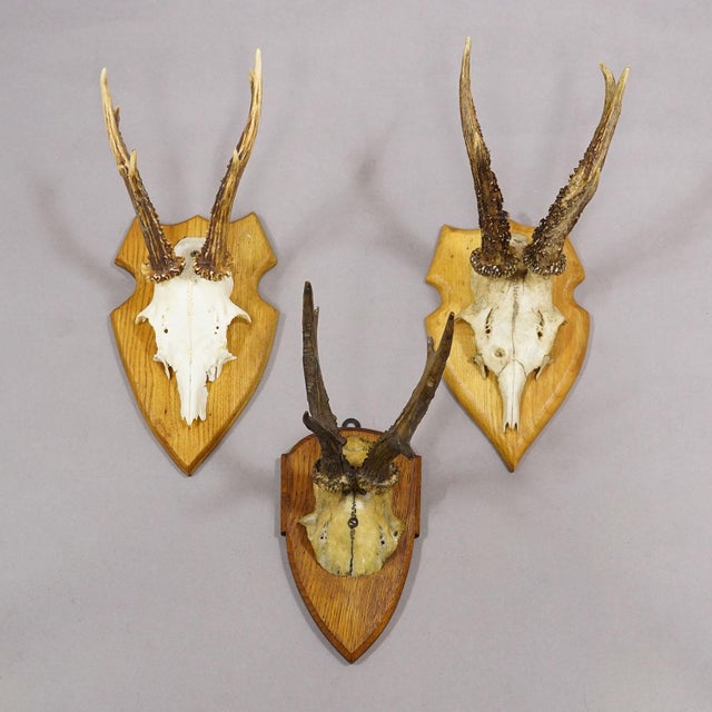 1960s Set of Six Vintage Roe Deer Trophies on Wooden Plaques Germany Ca. 1960s For Sale - Image 5 of 7