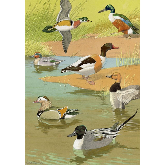 William Neave Parker, Ducks Bird, Mid-20th Century, Gouache Painting For Sale