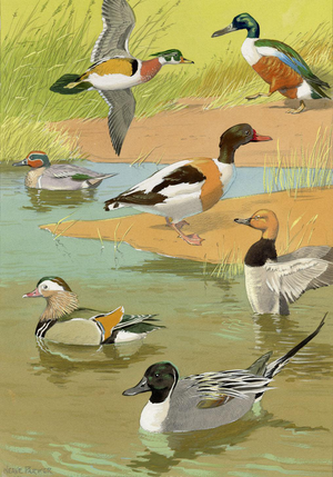 William Neave Parker, Ducks Bird, Mid-20th Century, Gouache Painting