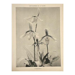 1902 Antique French Botanical Photograph Lithograph, Orchid, With Documentation For Sale