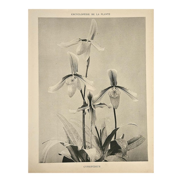 1902 Antique French Botanical Photograph Lithograph, Orchid, With Documentation For Sale