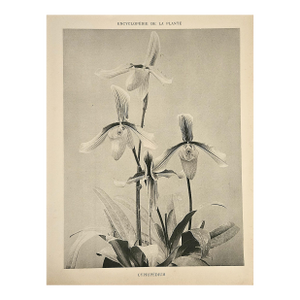 1902 Antique French Botanical Photograph Lithograph, Orchid, With Documentation