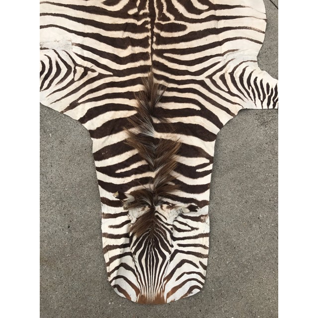 Authentic Vintage Zebra Rug 4′4″ × 7′ Chairish