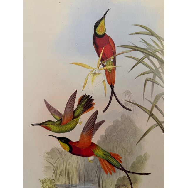 Traditional 1990s Framed Print, Crimson Topaz Hummingbird or Topaza Pella (Plate 66- Hill House Edition) Reproduction Print After John Gould For Sale - Image 3 of 10