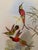 Traditional 1990s Framed Print, Crimson Topaz Hummingbird or Topaza Pella (Plate 66- Hill House Edition) Reproduction Print After John Gould For Sale - Image 3 of 10