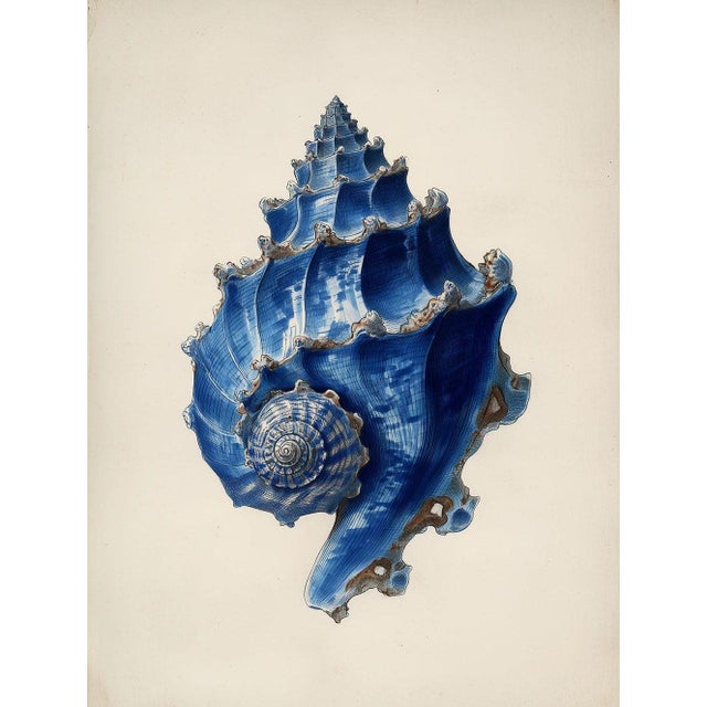 Set of 6 – Blue and White Conch Shells Collection | Coastal Natural History Fine Art Prints For Sale - Image 6 of 14