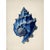 Set of 6 – Blue and White Conch Shells Collection | Coastal Natural History Fine Art Prints For Sale - Image 6 of 14