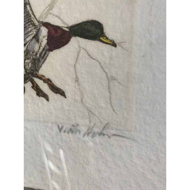 Framed Mallard Duck Prints by Victor Hohne For Sale - Image 6 of 8