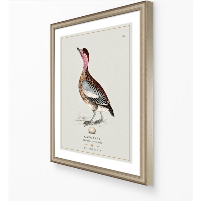 Paper William Lewin 1789 Waterbirds Fine Art Gallery Board Print - The Garganey For Sale - Image 7 of 13