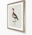 Paper William Lewin 1789 Waterbirds Fine Art Gallery Board Print - The Garganey For Sale - Image 7 of 13