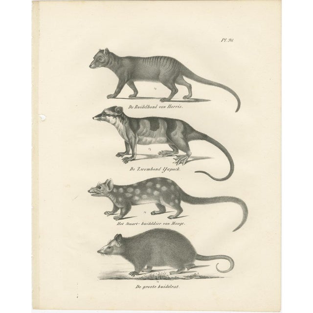 This rare 19th-century lithograph presents a striking study of various marsupials, meticulously rendered as part of 'De...