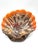 Vallauris Shell Bowl – 1960s/70s Mid-Century This striking ceramic shell bowl dates from the 1960s/70s and was crafted by...