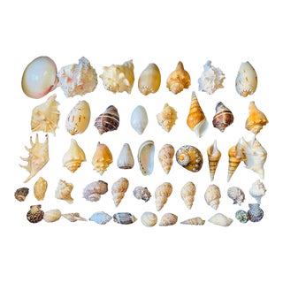 47 Pieces of Vintage Sea Shell Collection Natural History Specimen For Sale