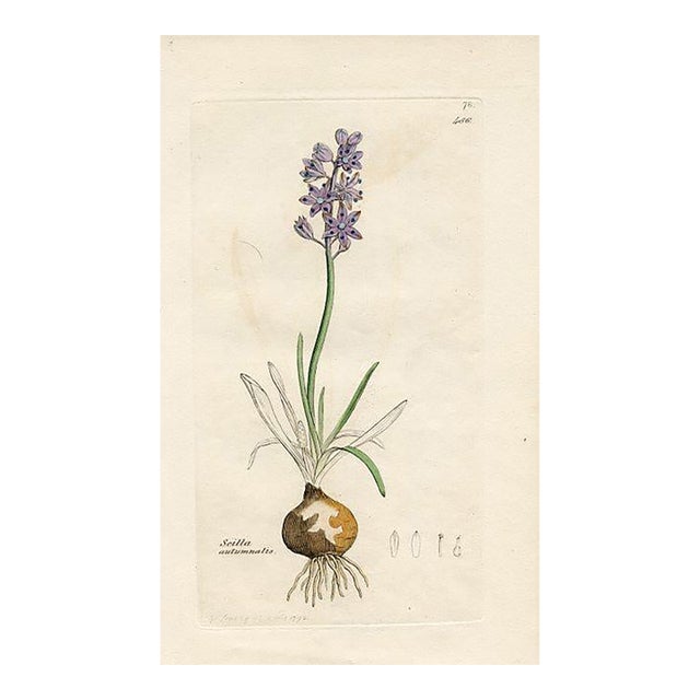1840s, Autumn Squill Botanical Print by James Sowerby, Original Antique Botanical Print, Engraving, Hand Colored, England For Sale