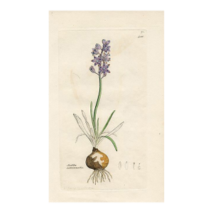 1840s, Autumn Squill Botanical Print by James Sowerby, Original Antique Botanical Print, Engraving, Hand Colored, England