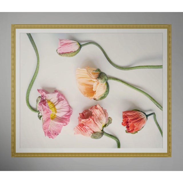 Contemporary 5 Color Pastel Poppies For Sale - Image 3 of 6