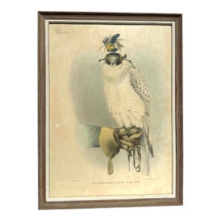 Mid 20th Century Framed Print of Greenland Falcon, Joseph Wolf, From "Traité De Fauconnerie" For Sale