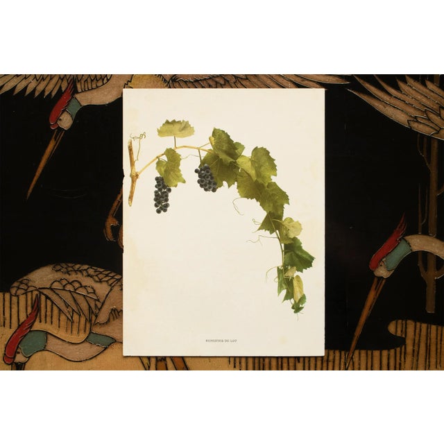 1900s U. P. Hedrick, Original Antique Photogravure of Rupestris Du Lot Grapes For Sale In Dallas - Image 6 of 8