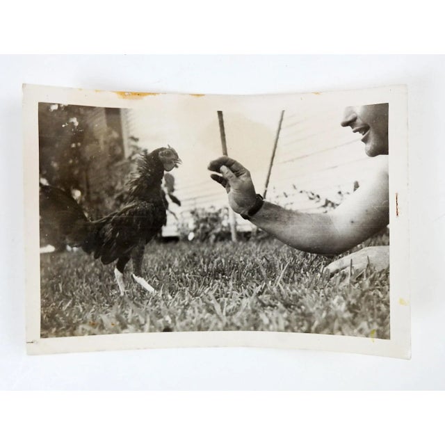 Contemporary Vintage 1940's Snapshot Rooster & Man Stand Off Out of Frame Photograph For Sale - Image 3 of 3