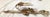 Early 20th C. Hand Carved Continental Parcel Gilt Eagle Motif Wall Sconces - A Pair For Sale - Image 11 of 11