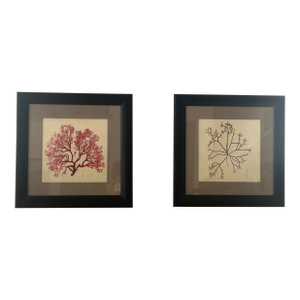 Framed Coastal Botanical Seaweed Framed, Pair