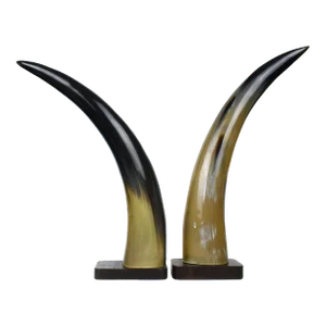 Late 20th Century Decorative Natural Horn on Wooden Bases- Set of 2